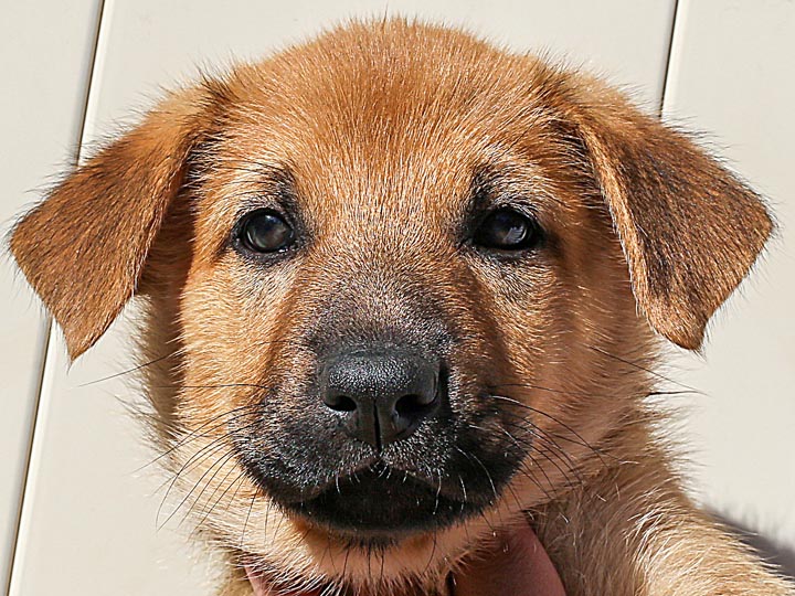 chinook puppy